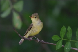 <p>SEDMIHLÁSEK HAJNÍ (Hippolais icterina) - jižní Morava ---- /Icterine warbler - Gelbspötter/</p>